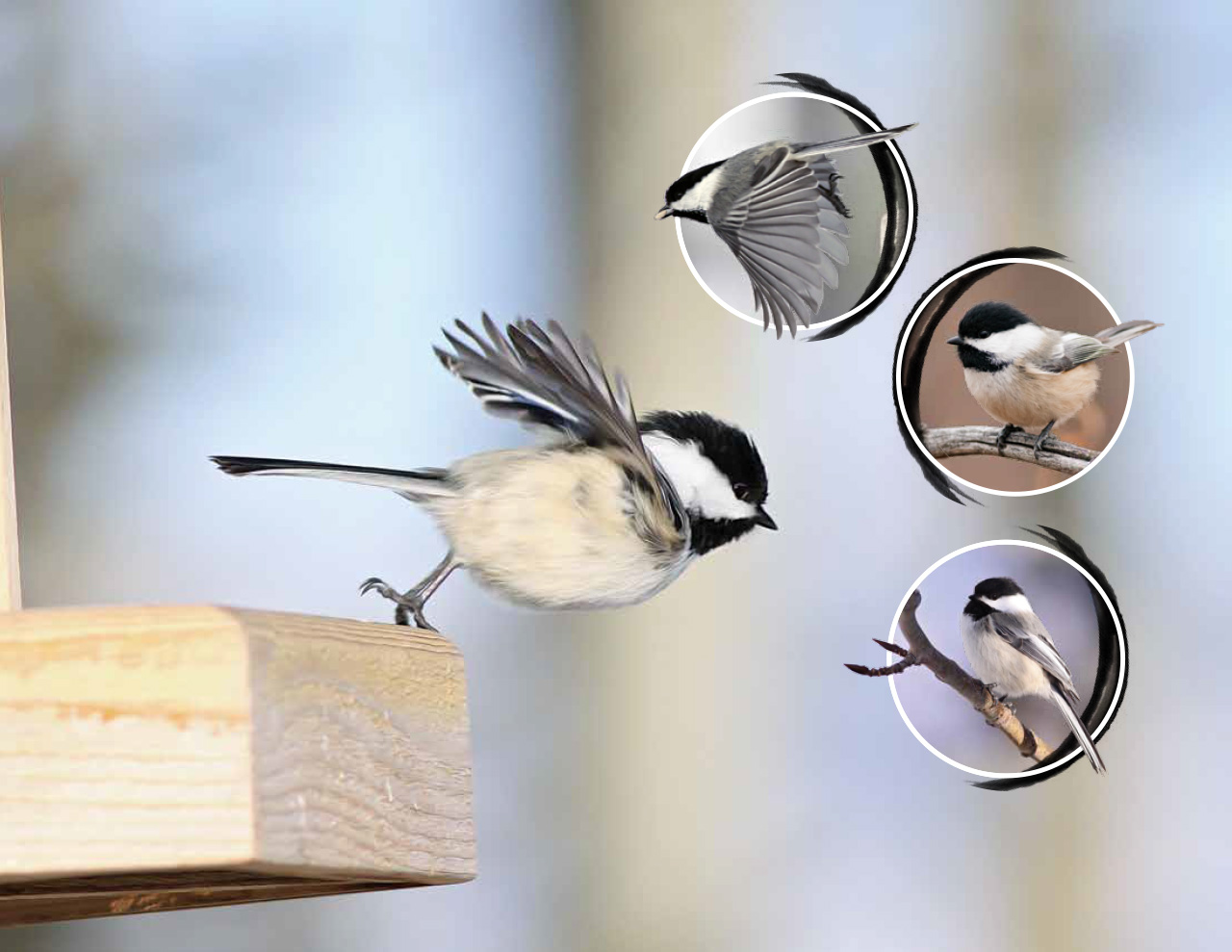 2016_Calendar_Bird_1280px